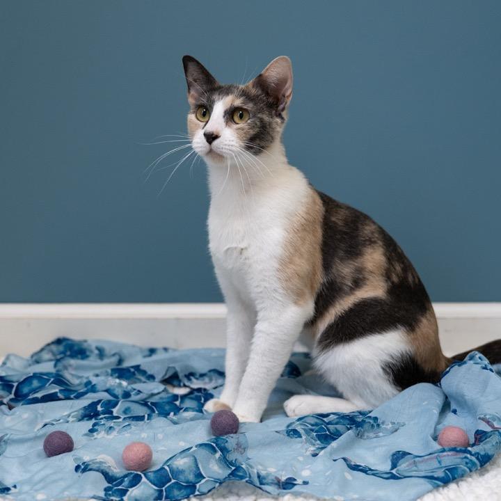 Biscuit, a Adoptable Domestic Short Hair in Pekin, IL image 3/6