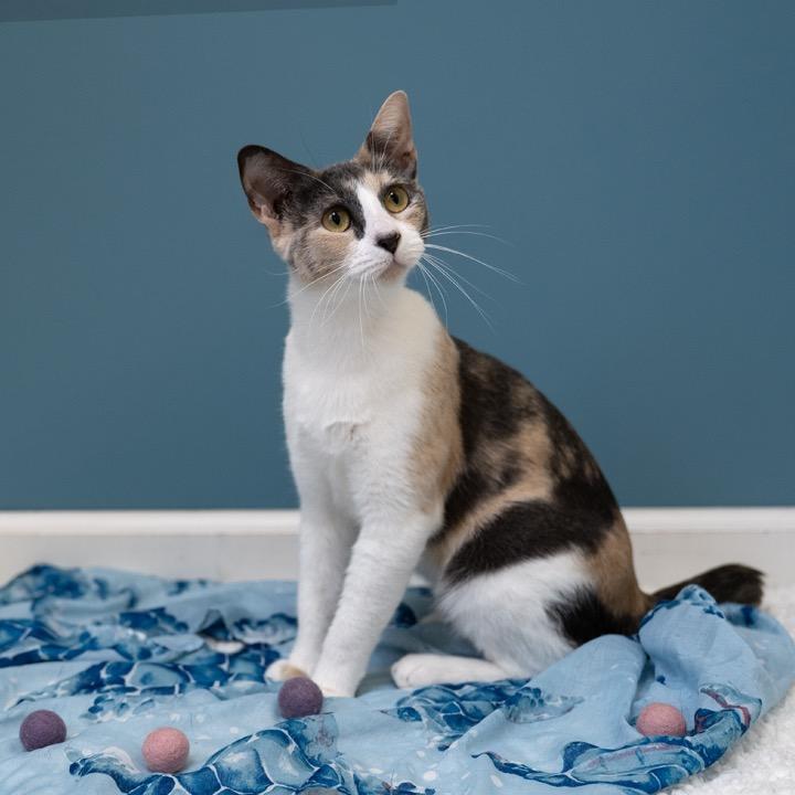 Biscuit, a Adoptable Domestic Short Hair in Pekin, IL image 4/6