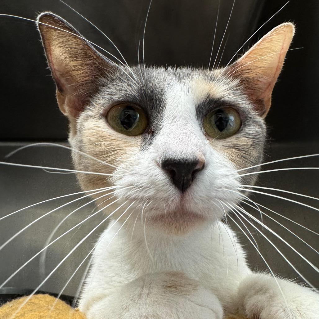 Biscuit, a Adoptable Domestic Short Hair in Pekin, IL image 5/6