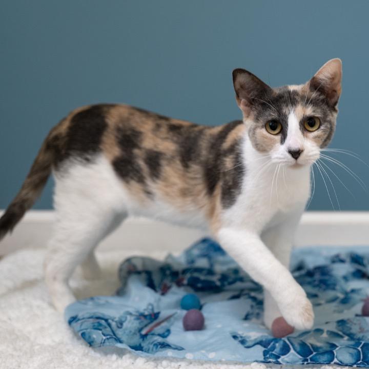 Biscuit, a Adoptable Domestic Short Hair in Pekin, IL image 6/6