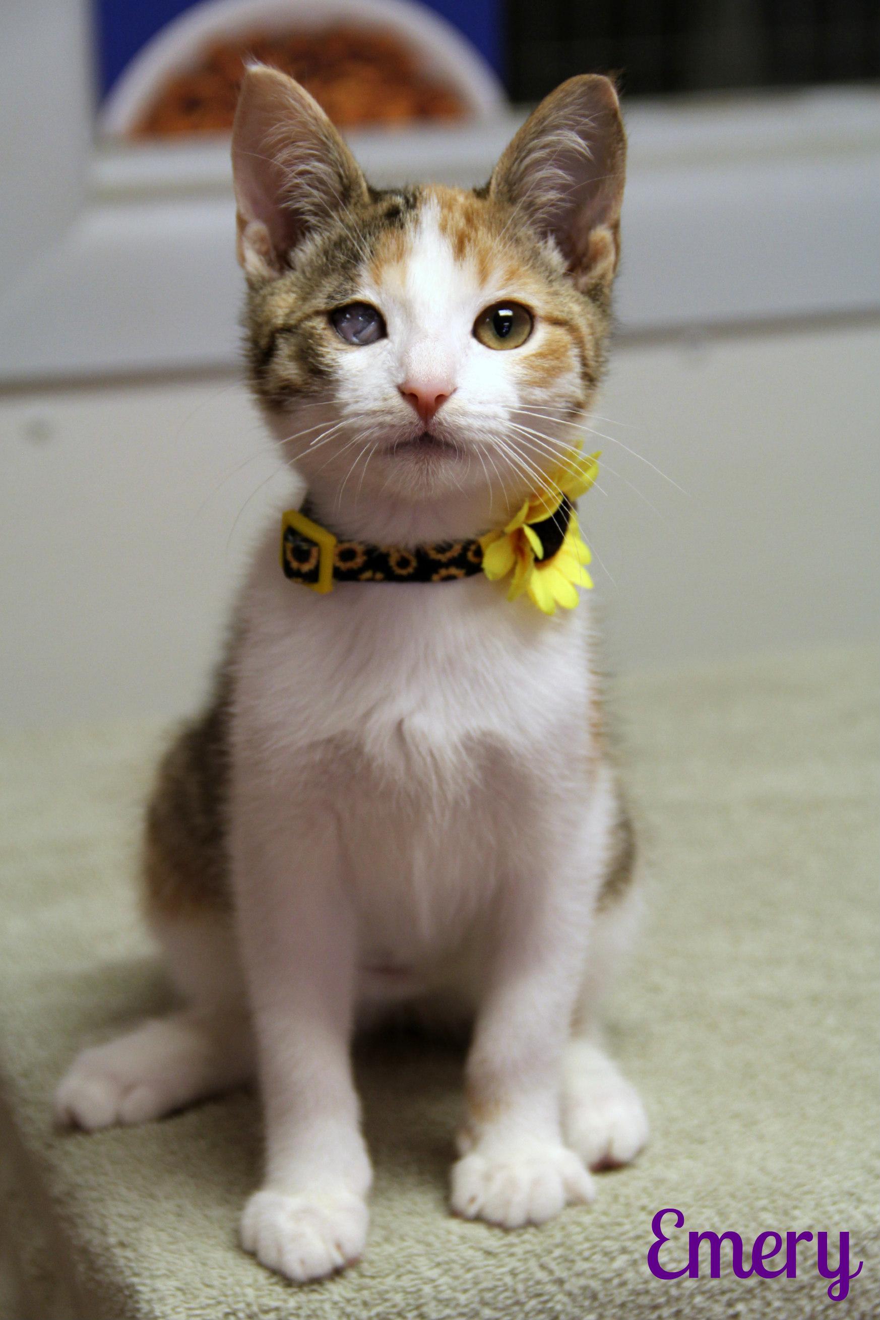 Enlarge Emery, a ADOPTABLE Domestic Short Hair in Vinton, IA image 1/1