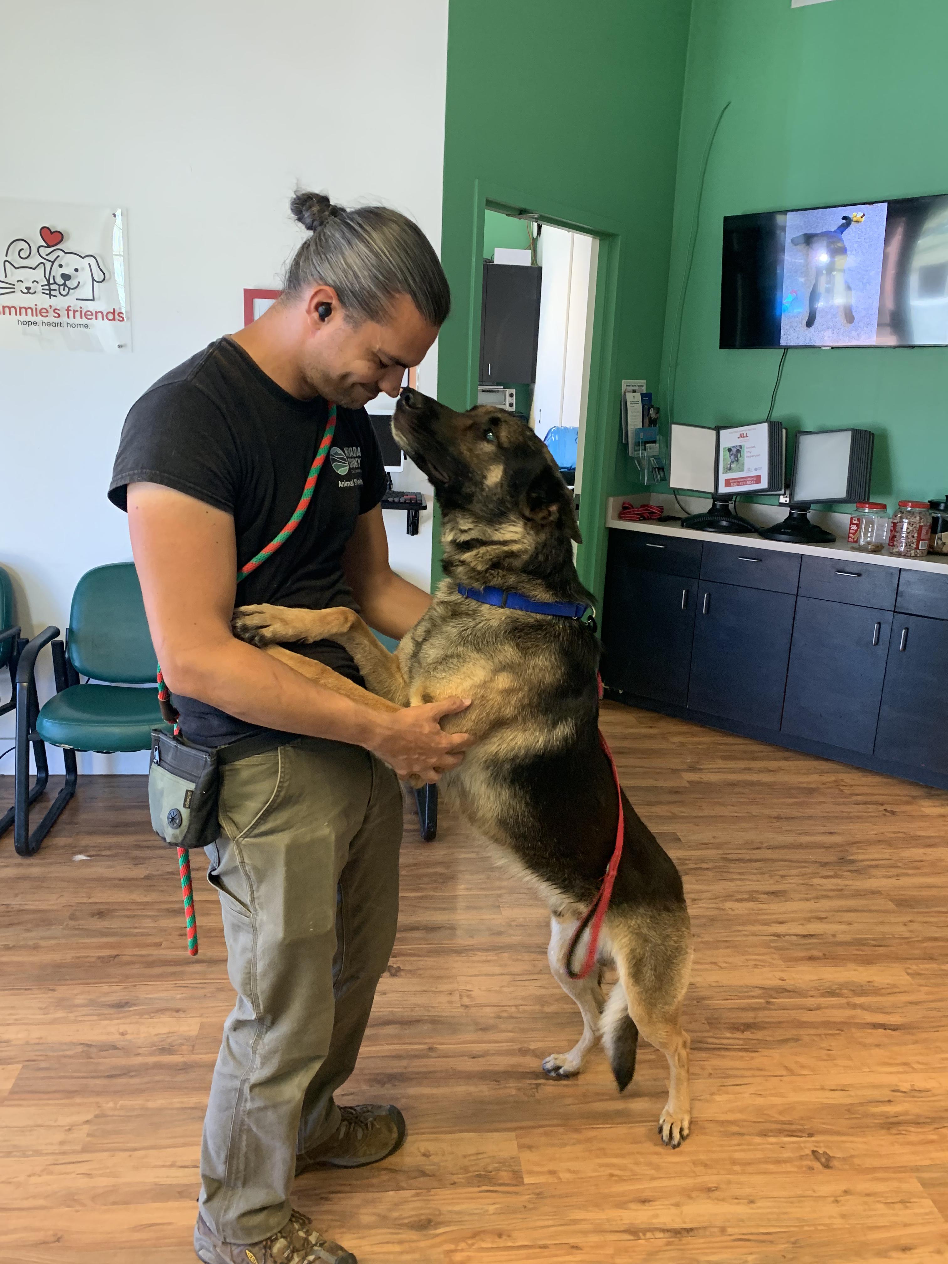 Enlarge Sam Shepherd, a ADOPTABLE mixed breed in Grass Valley, CA image 5/5