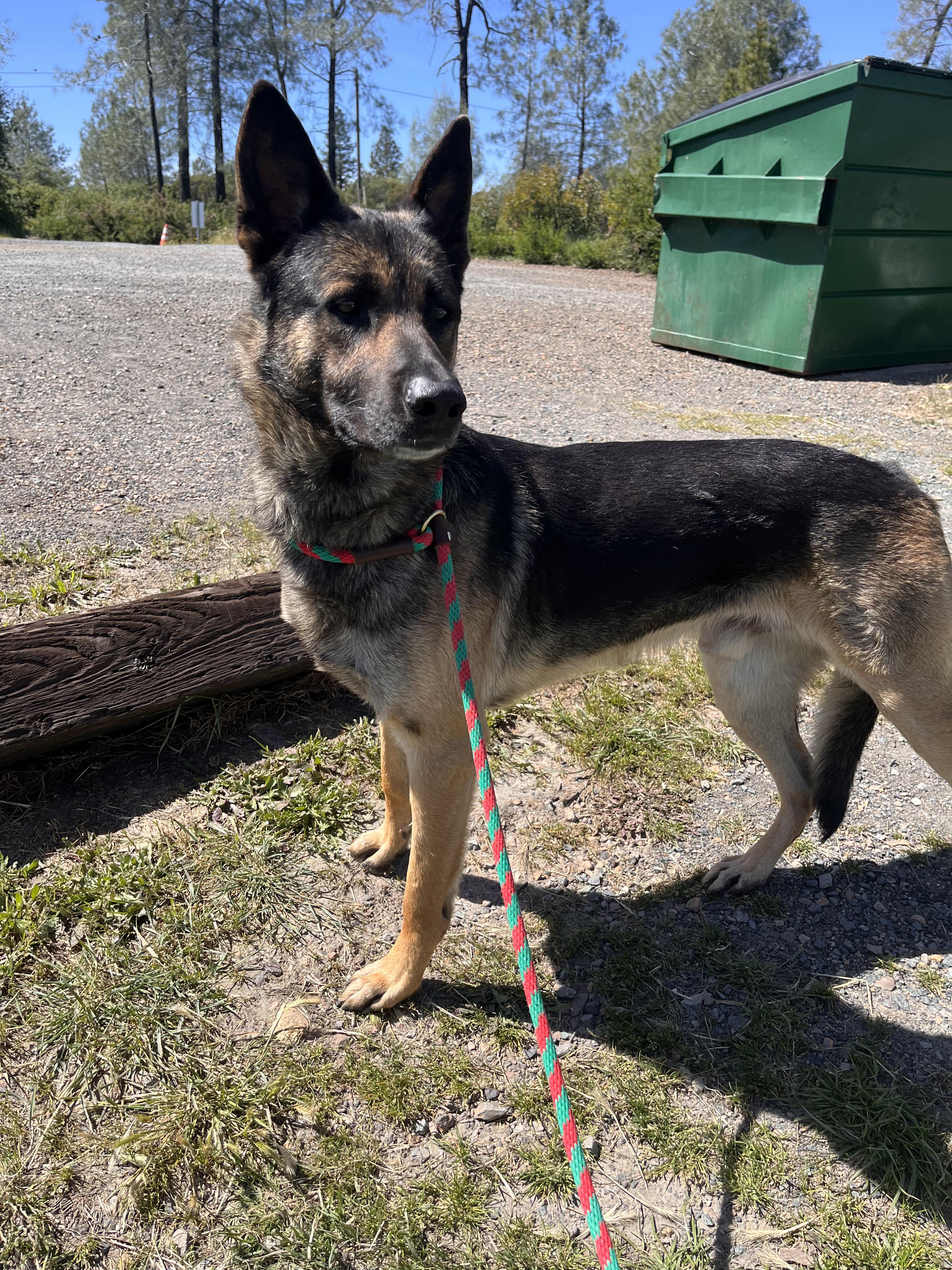 Enlarge Sam Shepherd, a ADOPTABLE mixed breed in Grass Valley, CA image 4/5