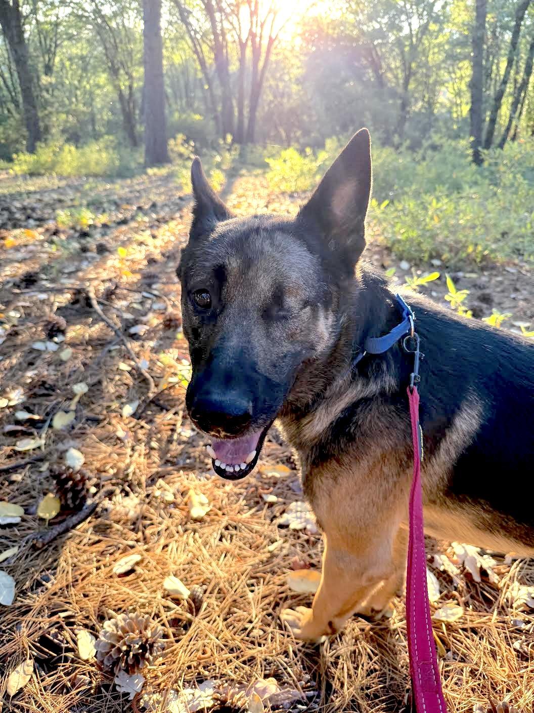 Sam Shepherd, a ADOPTABLE mixed breed in Grass Valley, CA image 1/6