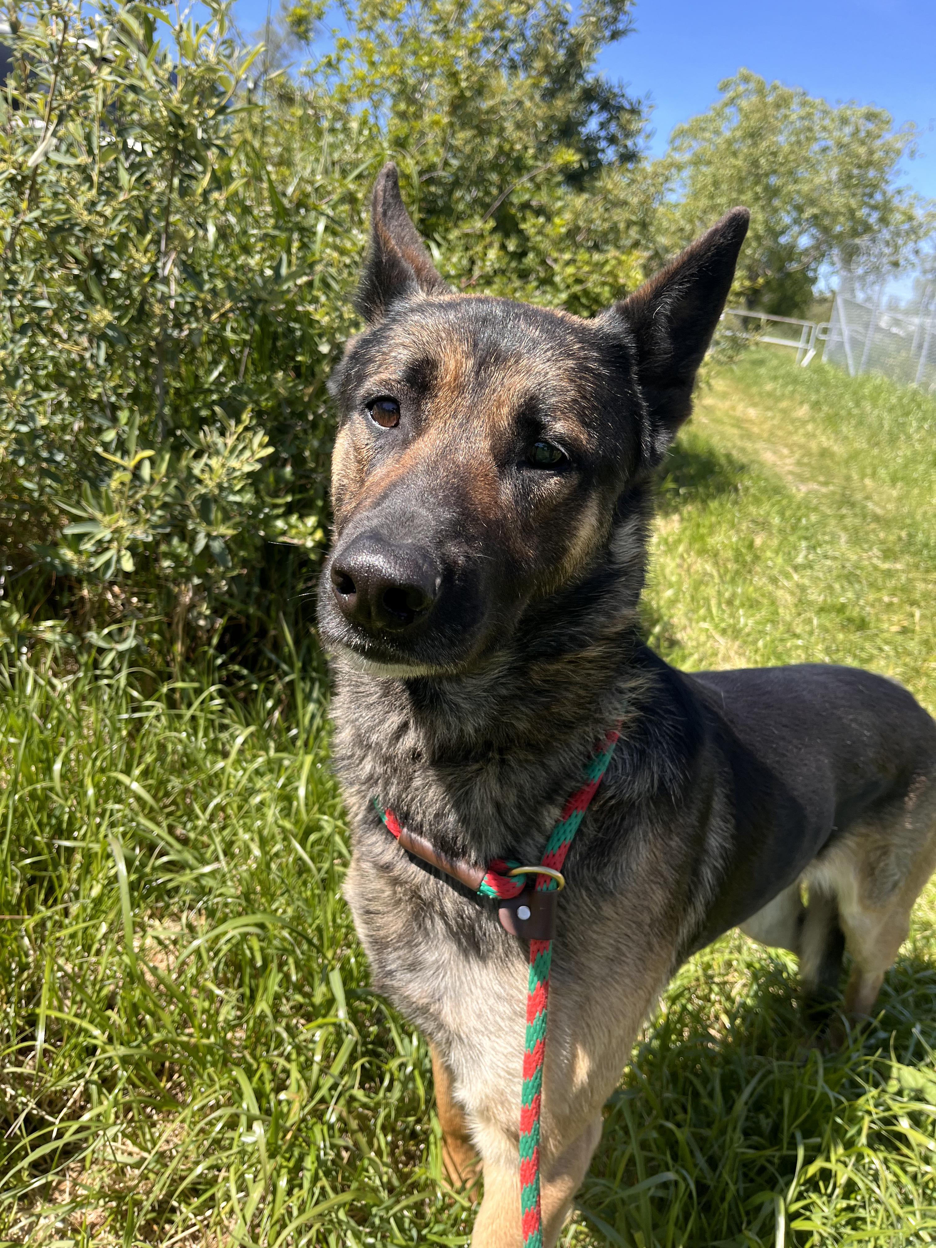 Enlarge Sam Shepherd, a ADOPTABLE mixed breed in Grass Valley, CA image 1/5
