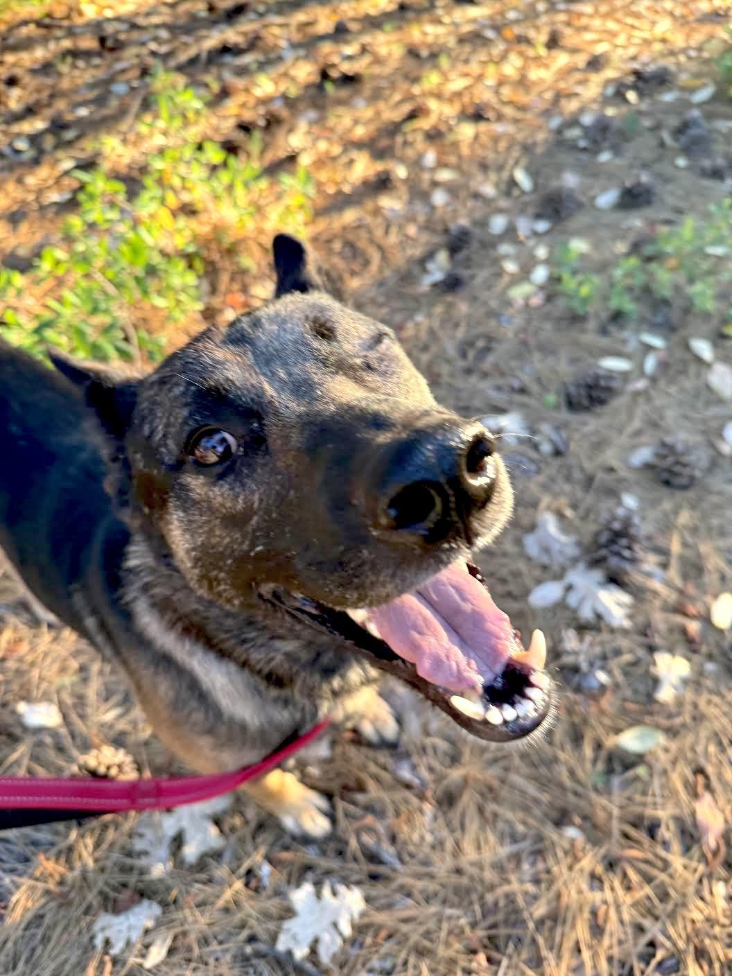 Sam Shepherd, a ADOPTABLE mixed breed in Grass Valley, CA image 5/6