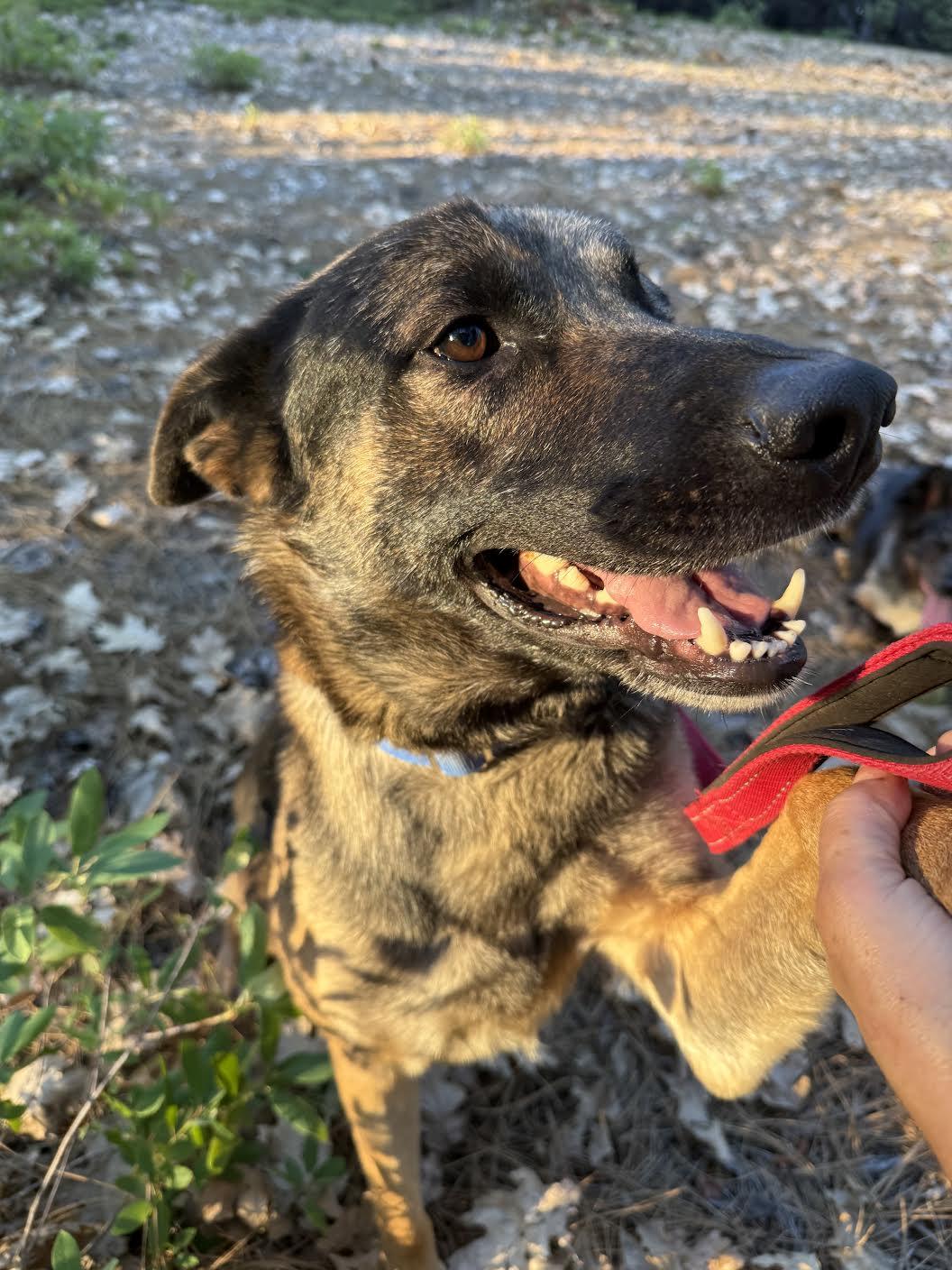 Sam Shepherd, a ADOPTABLE mixed breed in Grass Valley, CA image 6/6