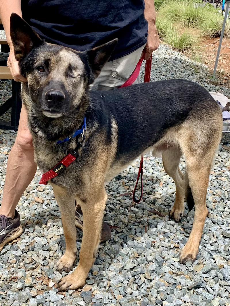 Sam Shepherd, a ADOPTABLE mixed breed in Grass Valley, CA image 4/6