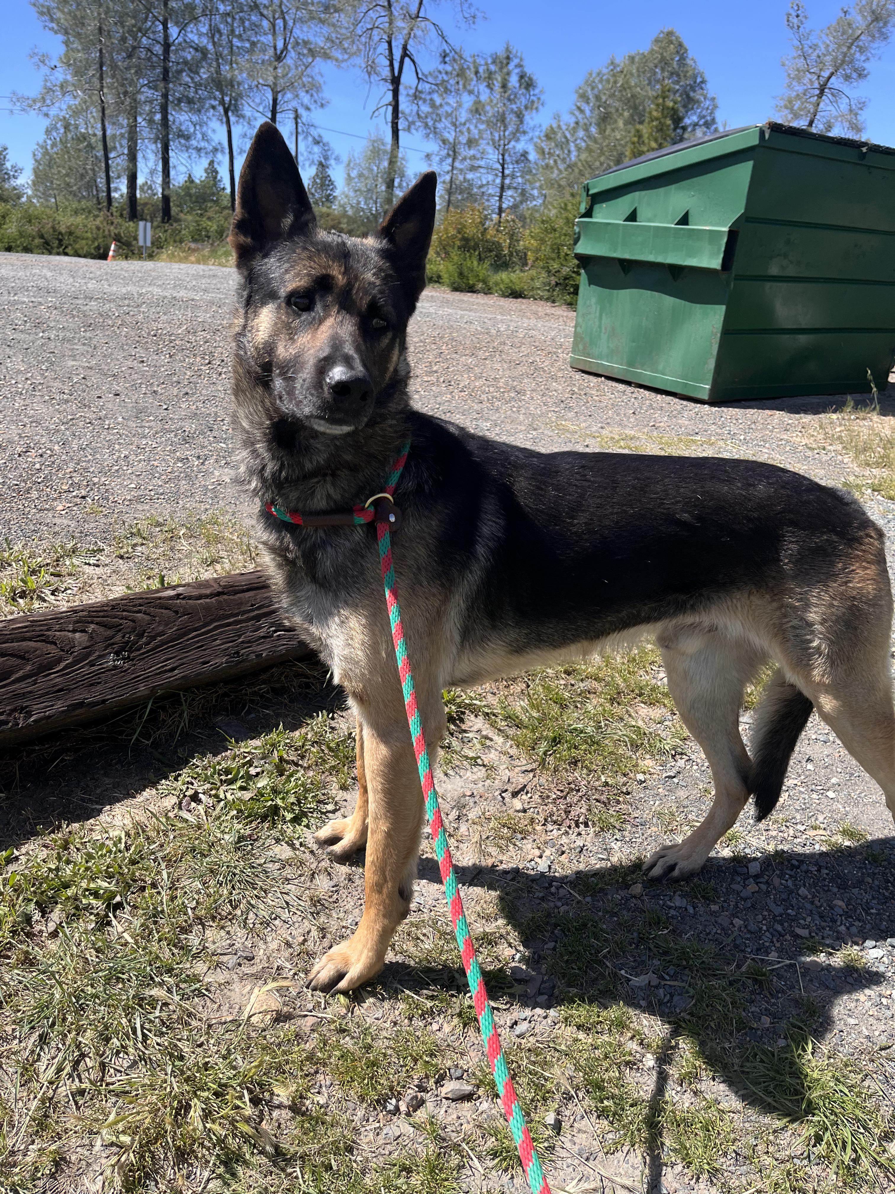 Enlarge Sam Shepherd, a ADOPTABLE mixed breed in Grass Valley, CA image 3/5