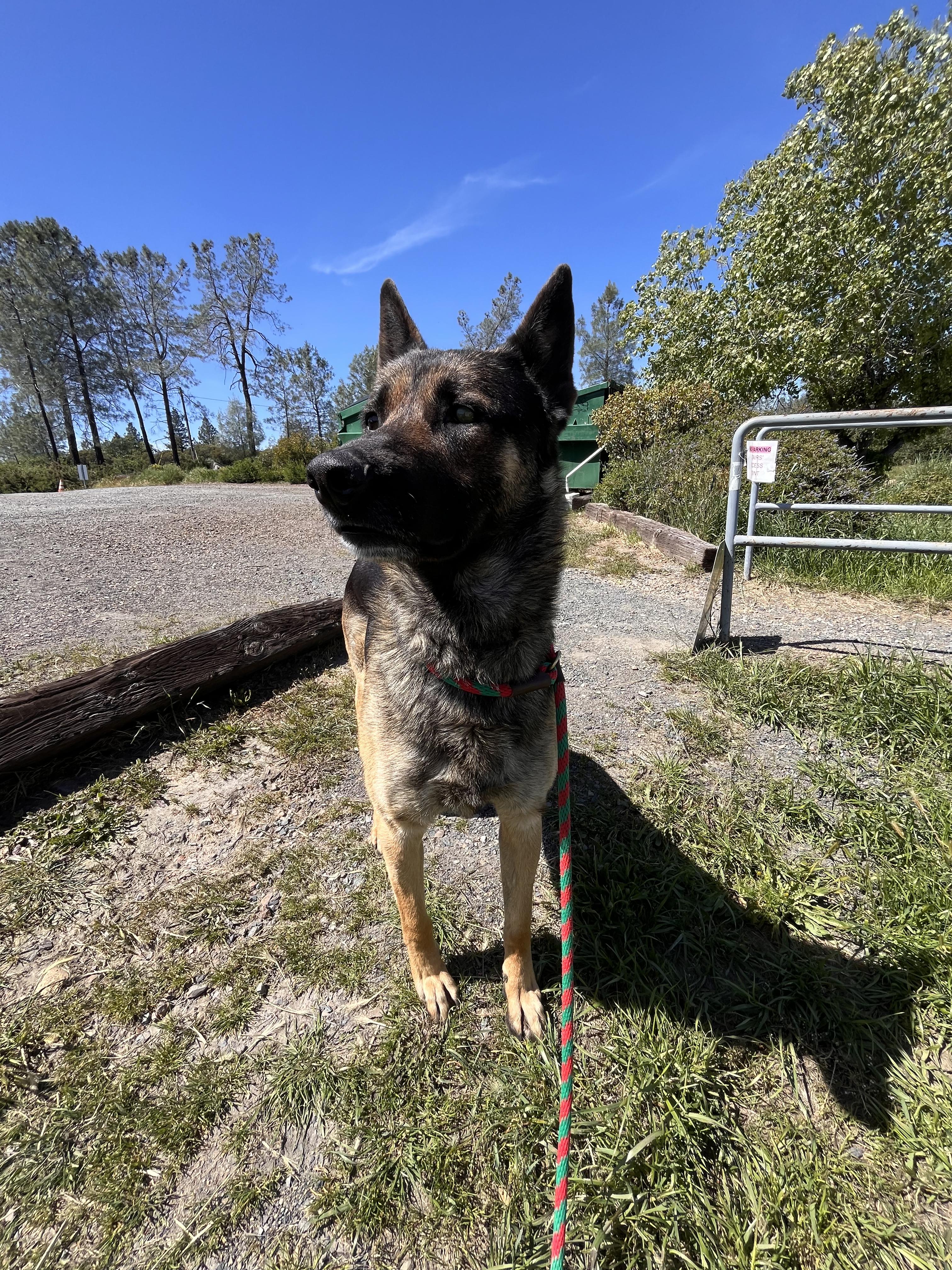 Enlarge Sam Shepherd, a ADOPTABLE mixed breed in Grass Valley, CA image 2/5