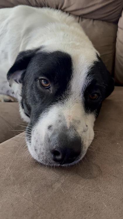 Frosty** (In Foster) — thumbnail 2