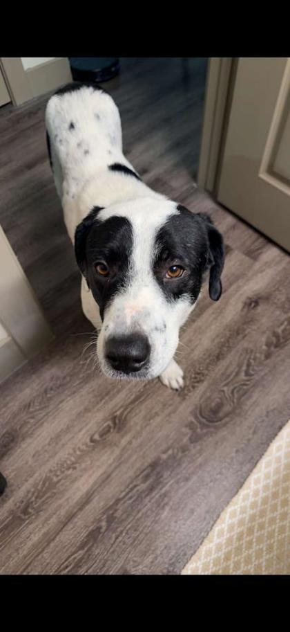 Frosty** (In Foster) — thumbnail 3