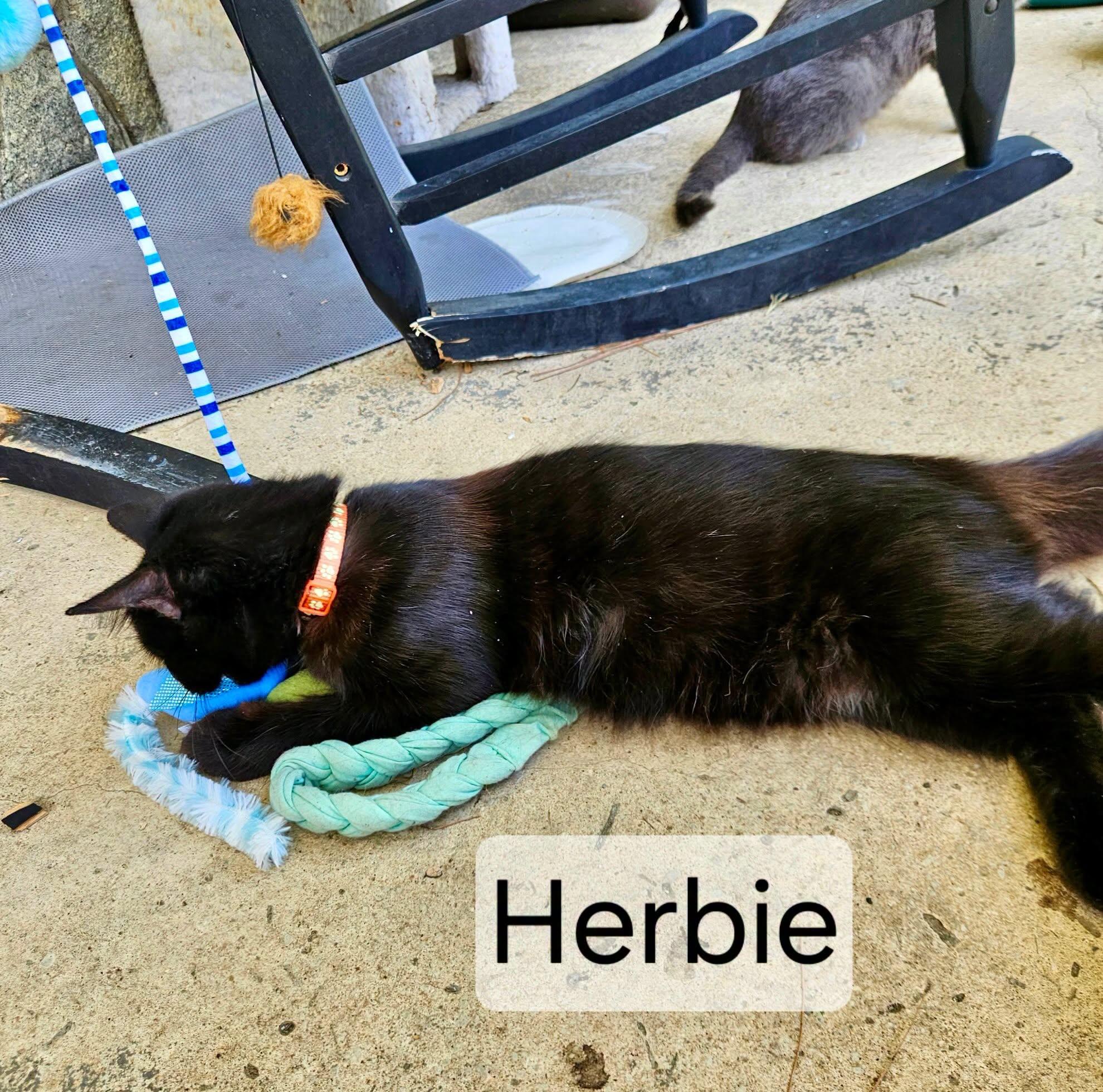 Enlarge Herbie, a Adoptable mixed breed in Raleigh, NC image 4/4