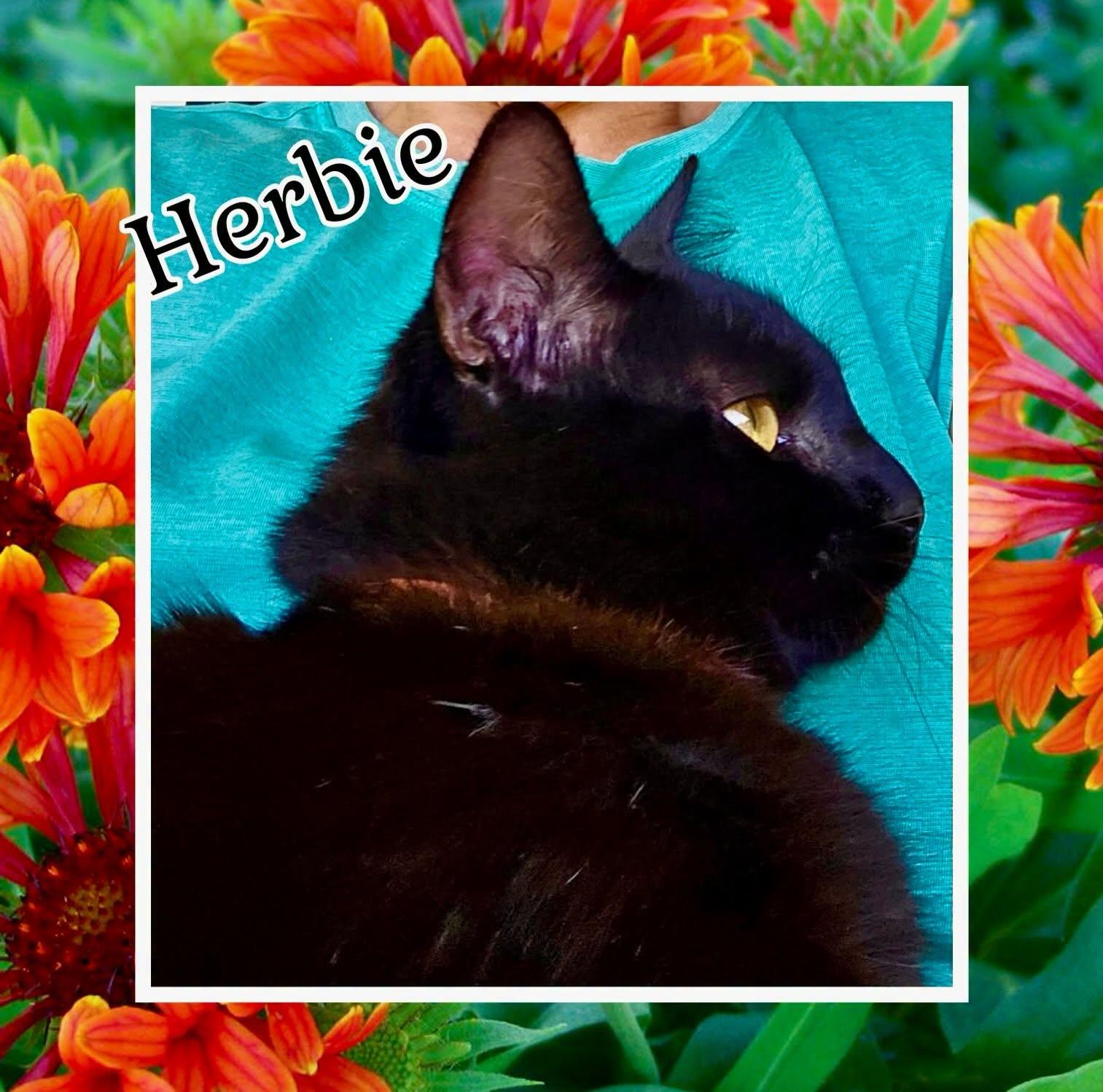 Enlarge Herbie, a Adoptable mixed breed in Raleigh, NC image 2/4