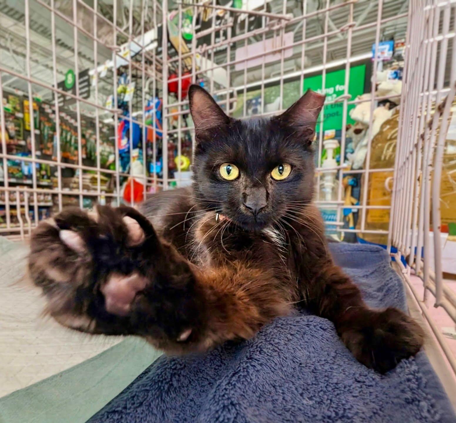 Herbie, Adoptable, Young Male American Shorthair.