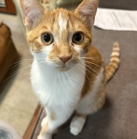 Enlarge Max (bonded with Violet), a Adoptable mixed breed in Toronto, ON image 2/6