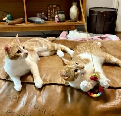 Enlarge Max (bonded with Violet), a Adoptable mixed breed in Toronto, ON image 4/6