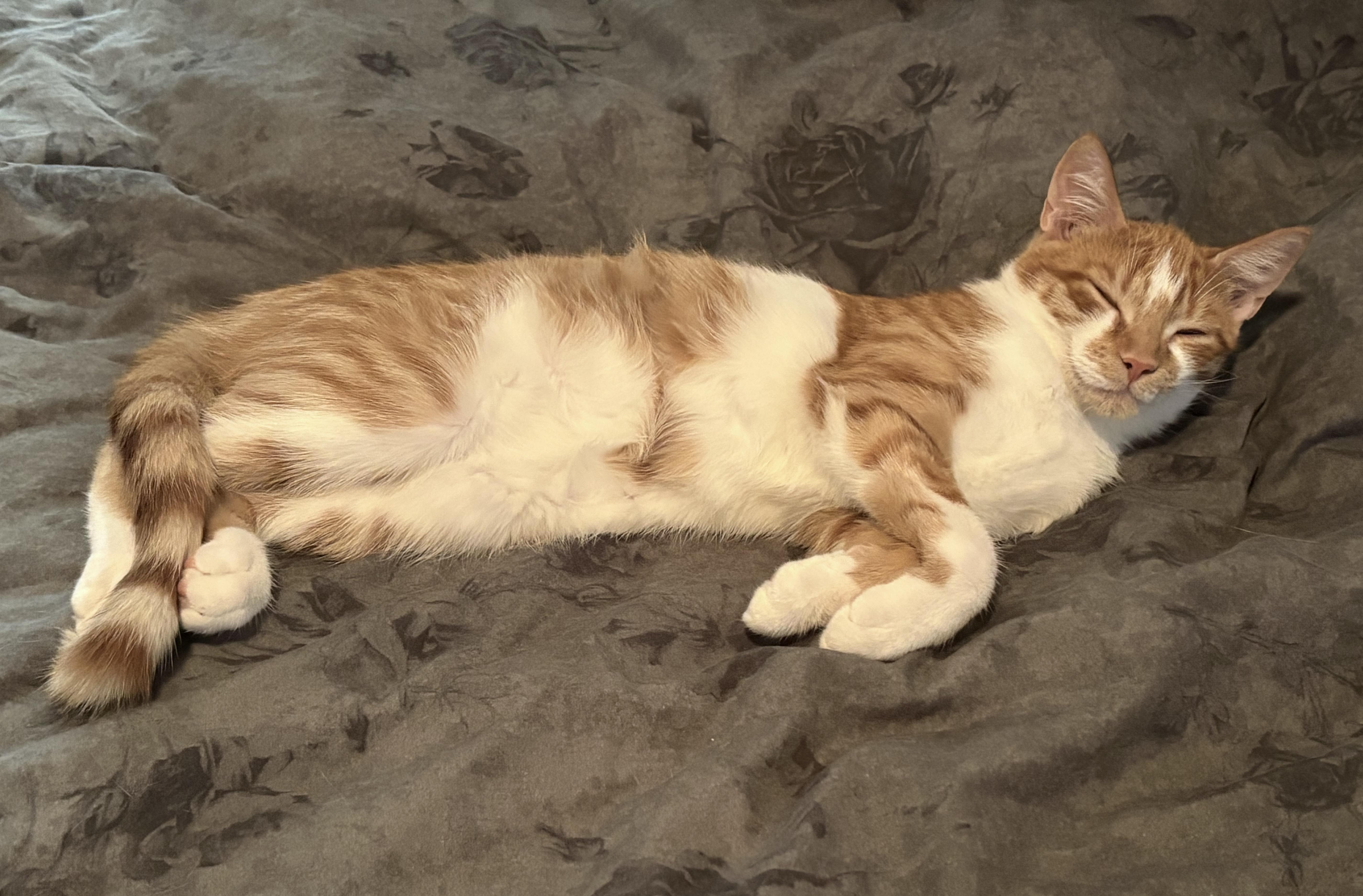 Enlarge Max (bonded with Violet), a Adoptable mixed breed in Toronto, ON image 6/6