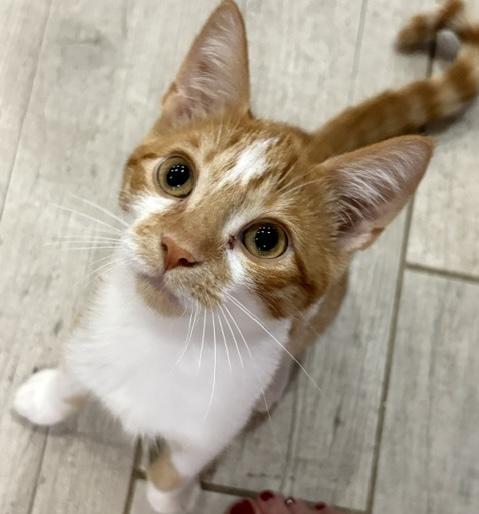 Enlarge Max (bonded with Violet), a Adoptable mixed breed in Toronto, ON image 1/6