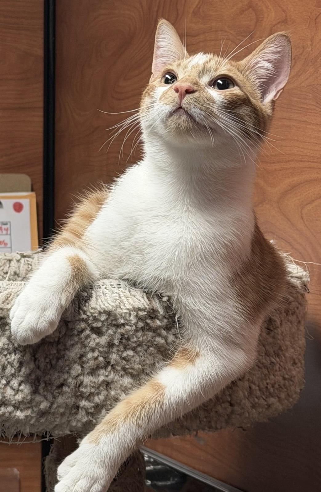 Enlarge Max (bonded with Violet), an adopted mixed breed in Toronto, ON image 2/6