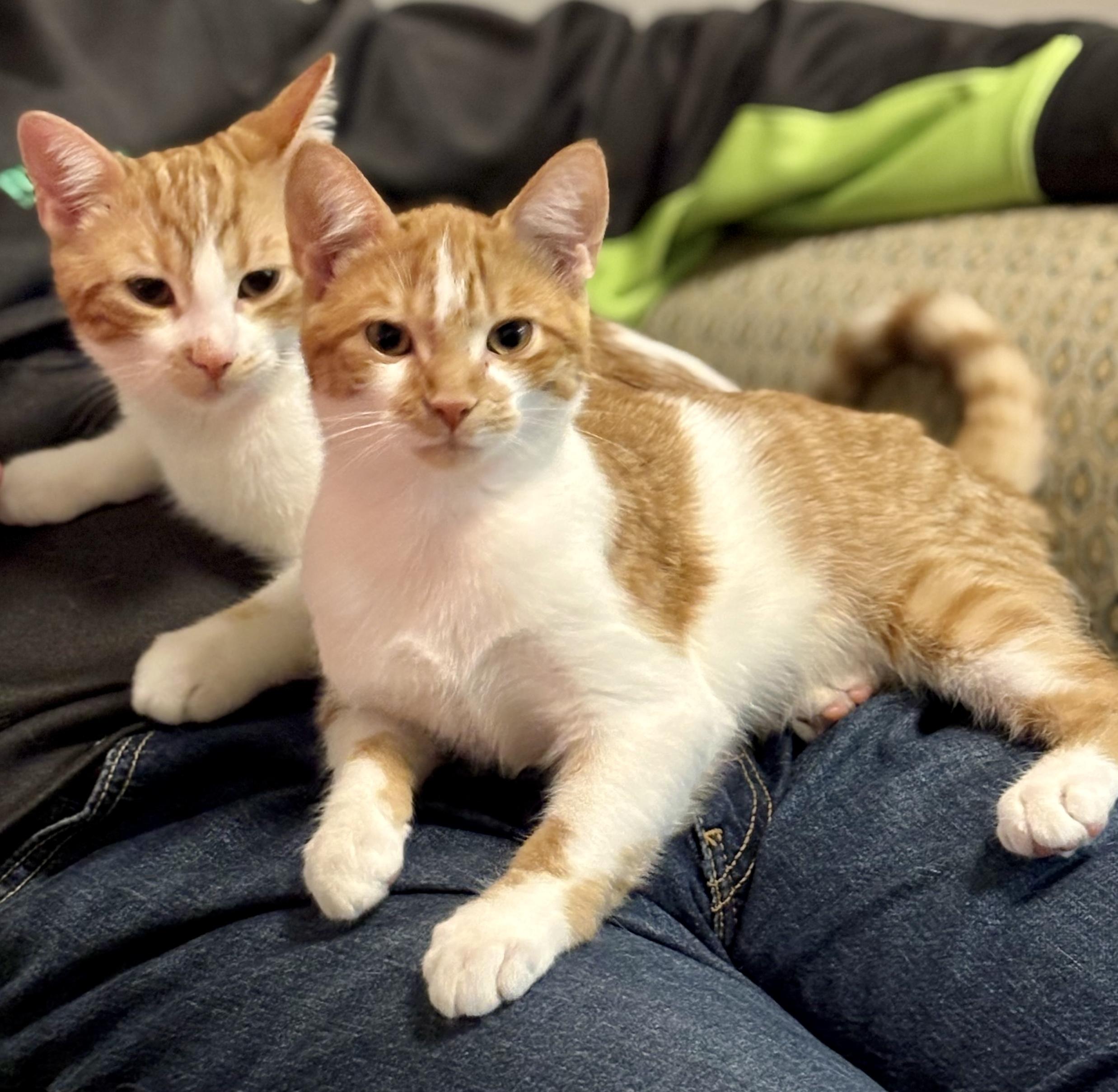 Enlarge Max (bonded with Violet), a Adoptable mixed breed in Toronto, ON image 5/6