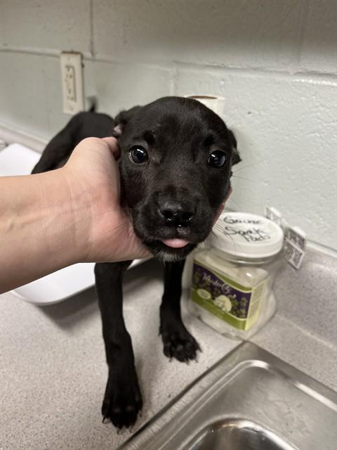 POPPY, Adoptable, Young Female Pit Bull Terrier & Mixed Breed.