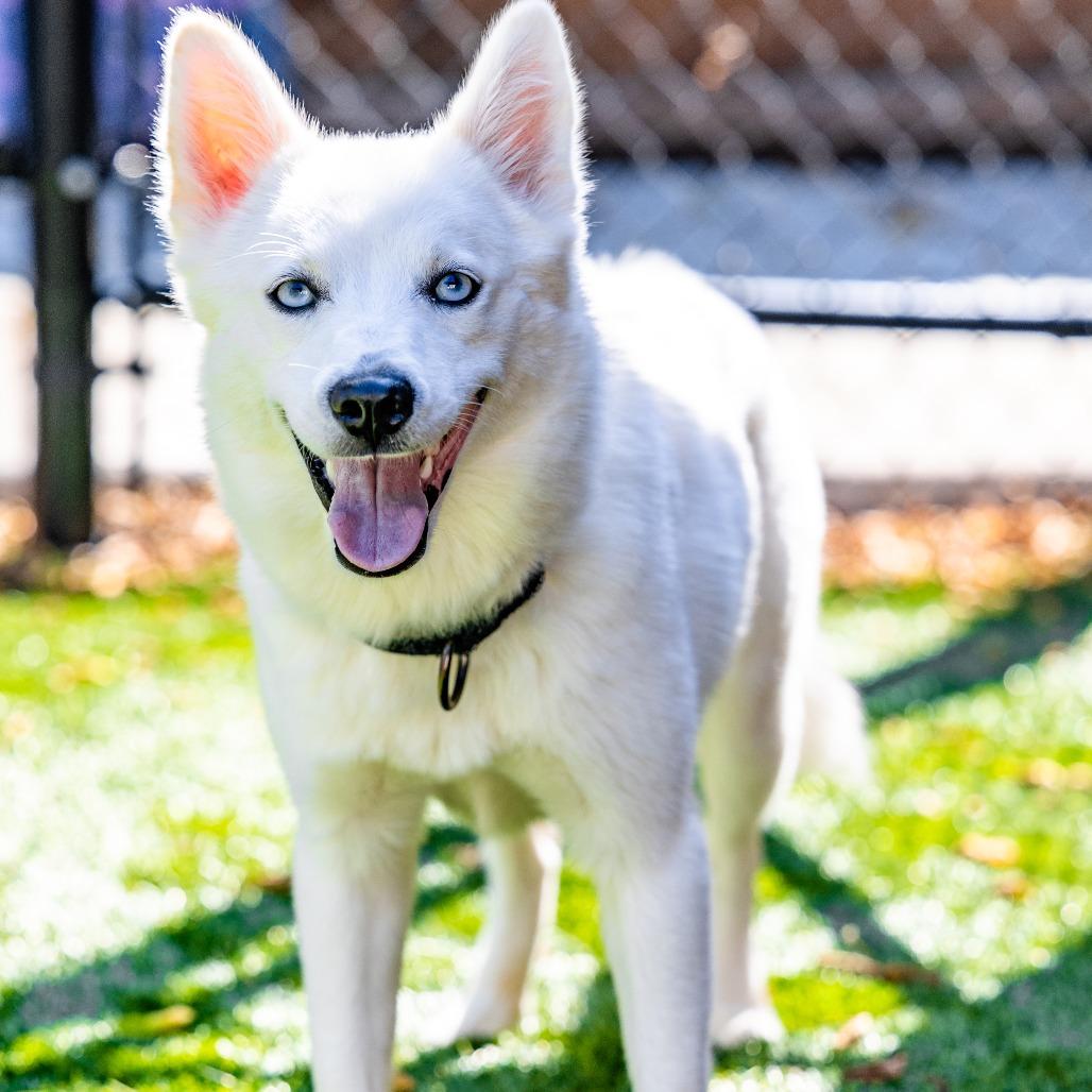 Enlarge Kita, a Adoptable mixed breed in Naperville, IL image 1/6