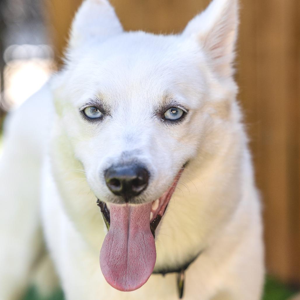 Enlarge Kita, a Adoptable mixed breed in Naperville, IL image 2/6