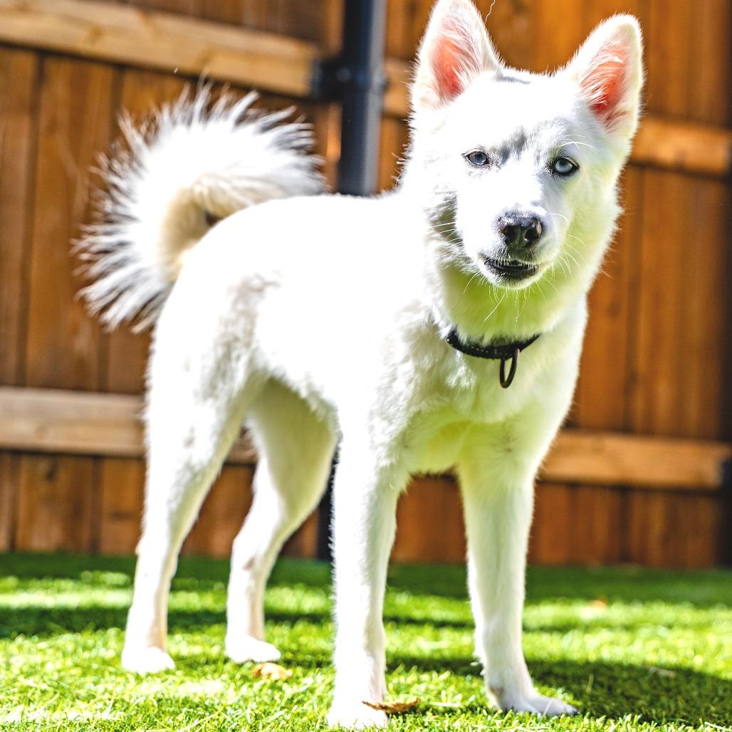Enlarge Kita, a Adoptable mixed breed in Naperville, IL image 3/6
