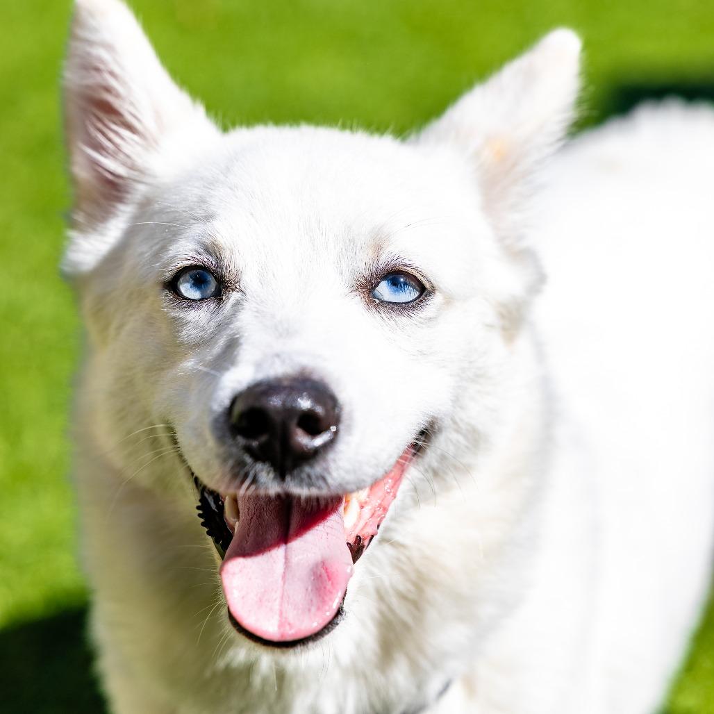 Enlarge Kita, a Adoptable mixed breed in Naperville, IL image 4/6