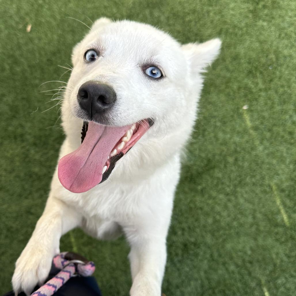 Enlarge Kita, a Adoptable mixed breed in Naperville, IL image 5/6