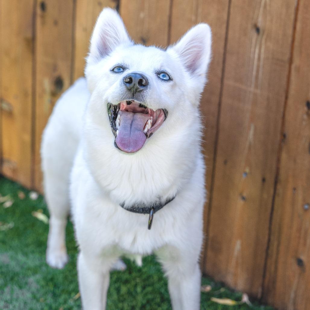 Enlarge Kita, a Adoptable mixed breed in Naperville, IL image 6/6