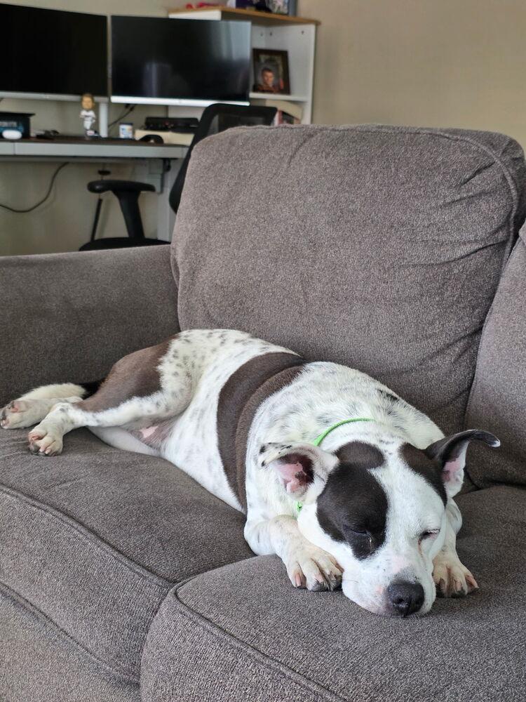 Coby, a Adoptable mixed breed in San Diego, CA image 1/4
