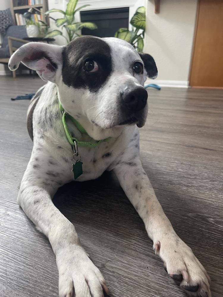 Coby, a Adoptable mixed breed in San Diego, CA image 2/4