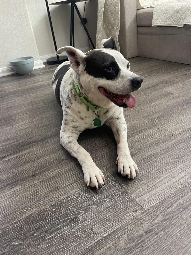 Coby, a Adoptable mixed breed in San Diego, CA image 3/4