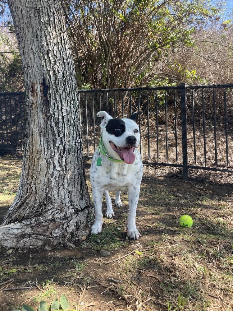 Coby, a Adoptable mixed breed in San Diego, CA image 4/4