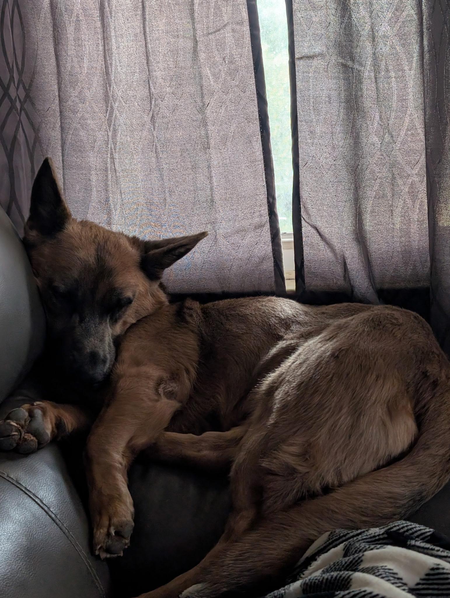 Enlarge Dolly, a Adoptable mixed breed in Detroit, MI image 3/3