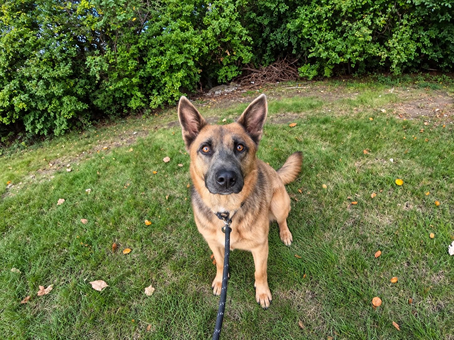 Dolly, Adoptable, Young Female Shepherd.