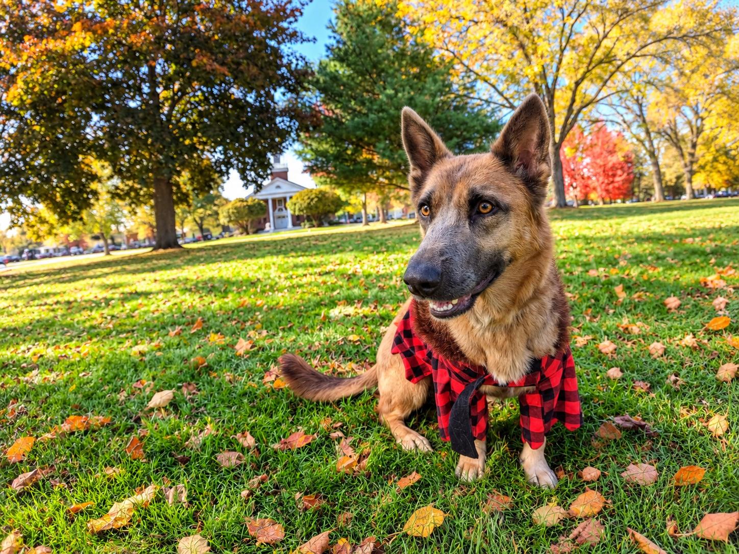 Dolly, Adoptable, Young Female Shepherd.