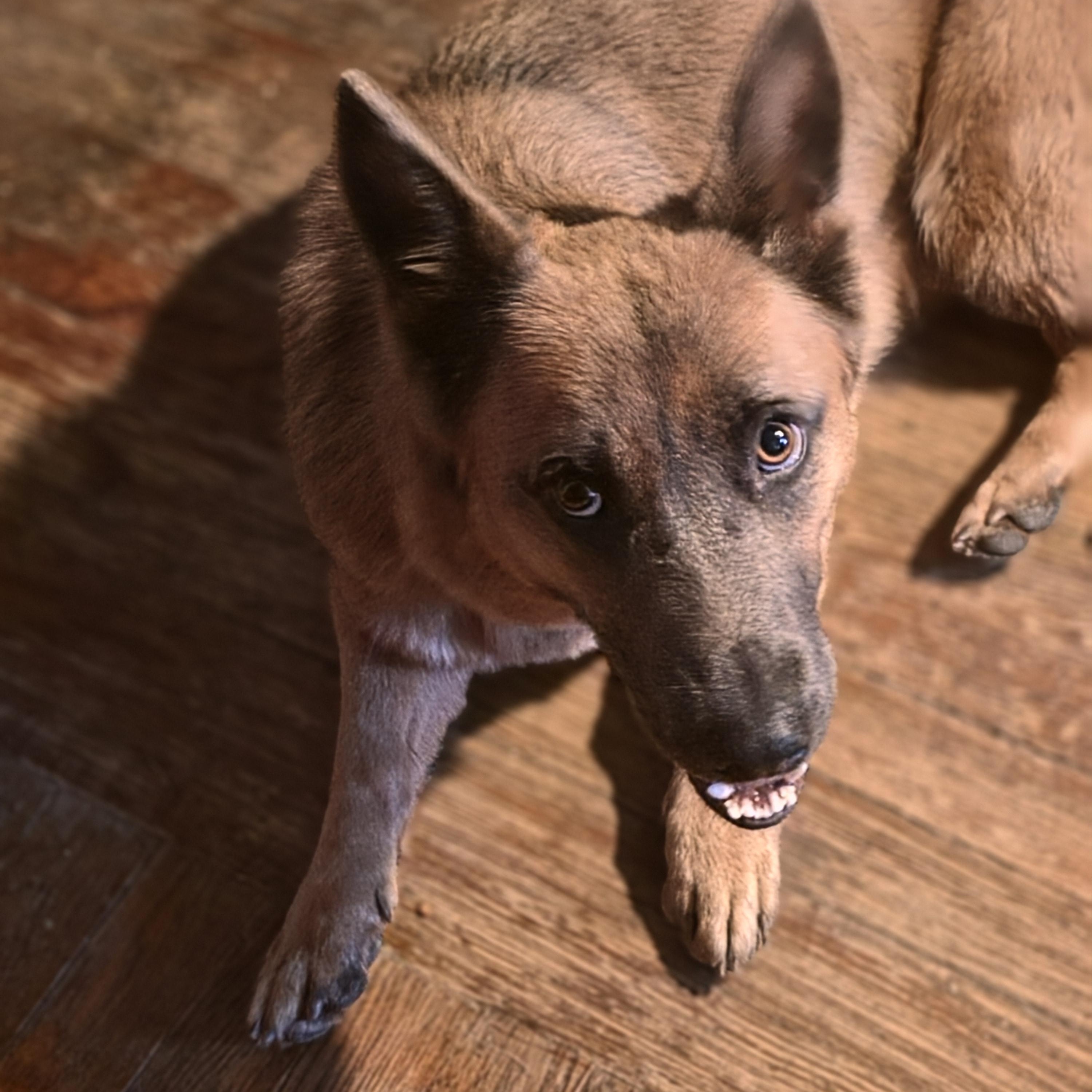 Enlarge Dolly, a Adoptable mixed breed in Detroit, MI image 2/3
