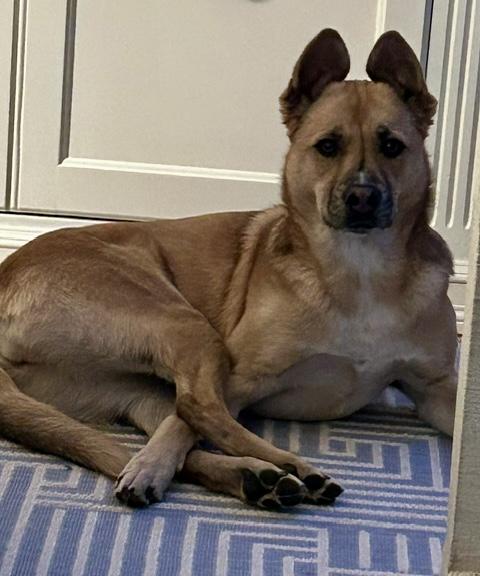 Enlarge Bisou, a Adoptable mixed breed in Bethel, CT image 4/5
