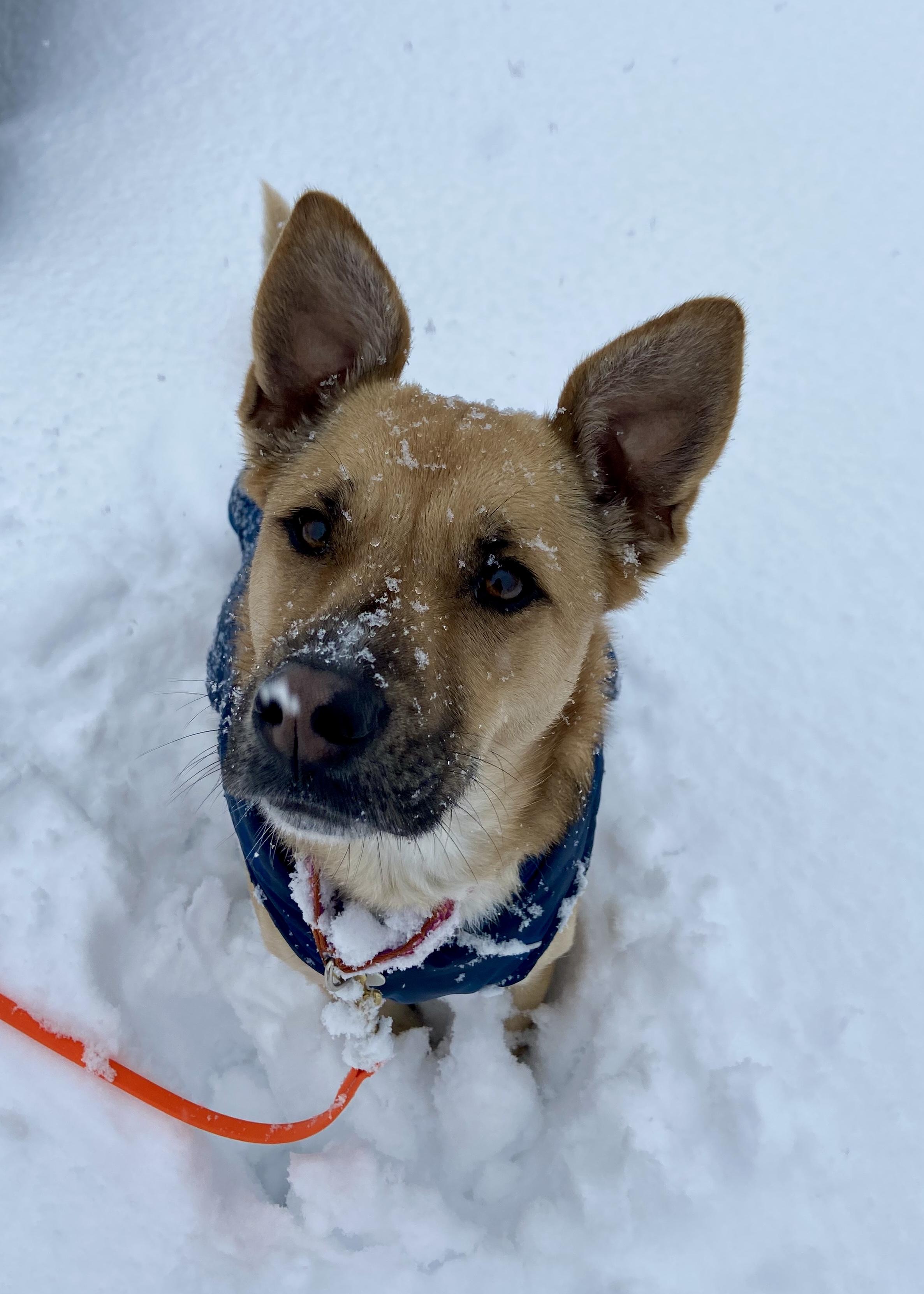 Enlarge Bisou, a Adoptable mixed breed in Bethel, CT image 2/5