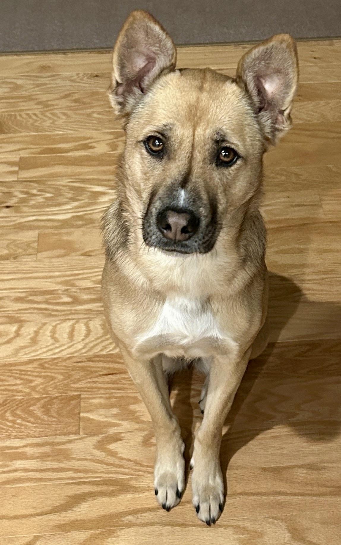 Enlarge Bisou, a Adoptable mixed breed in Bethel, CT image 3/5