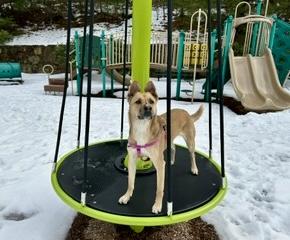 Enlarge Bisou, a Adoptable mixed breed in Bethel, CT image 5/5