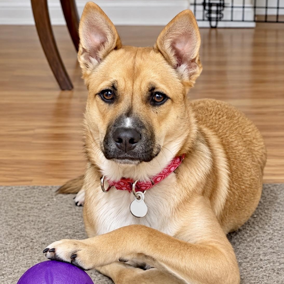 Enlarge Bisou, a Adoptable mixed breed in Bethel, CT image 1/5