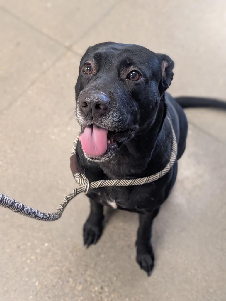 Sunshine, Adoptable, Young Female Mixed Breed.