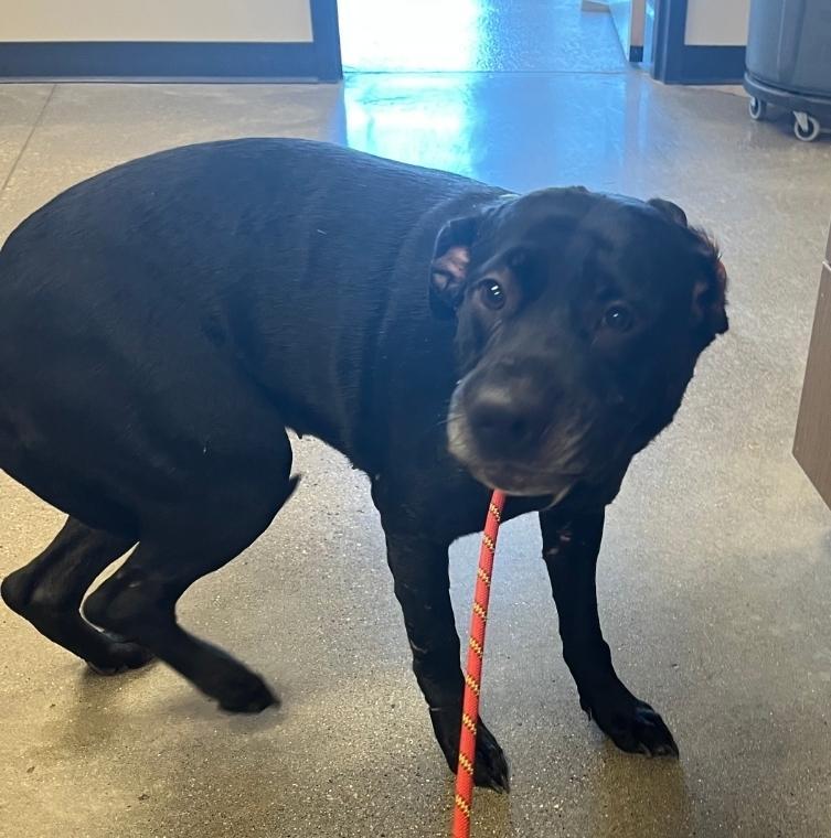 Enlarge Sunshine, a Adoptable mixed breed in Greenfield, IN image 2/3