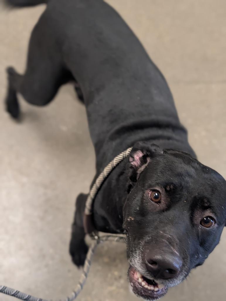 Enlarge Sunshine, a Adoptable mixed breed in Greenfield, IN image 3/3