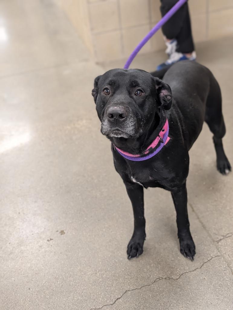 Enlarge Sunshine, a Adoptable mixed breed in Greenfield, IN image 4/5