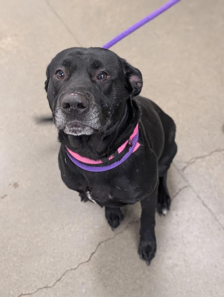 Enlarge Sunshine, a Adoptable mixed breed in Greenfield, IN image 5/5